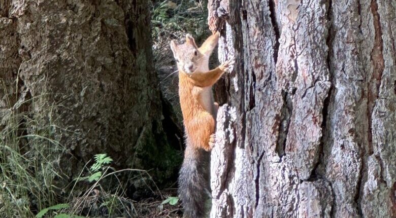 セウラサーリのリス